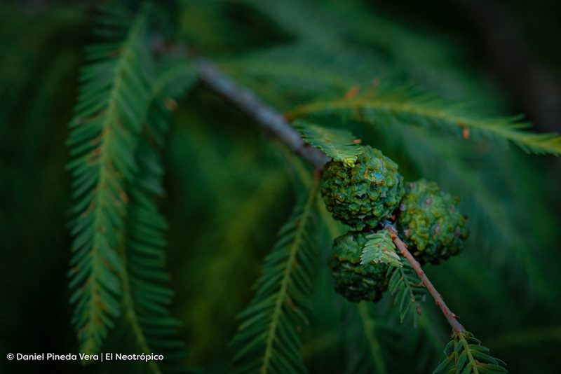 Taxodium mucronatum, photographed by Daniel Pineda Vera