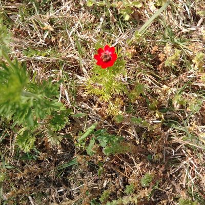 Anemone coronaria