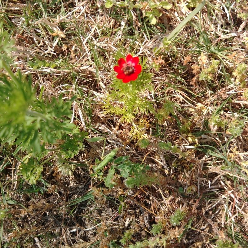 Anemone coronaria, photographed by Meece Family