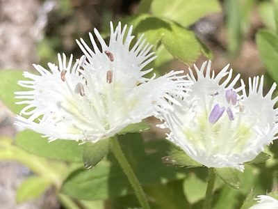 Phacelia fimbriata, photographed by Hill Craddock