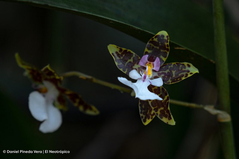 Oncidium leucochilum, photographed by Daniel Pineda Vera