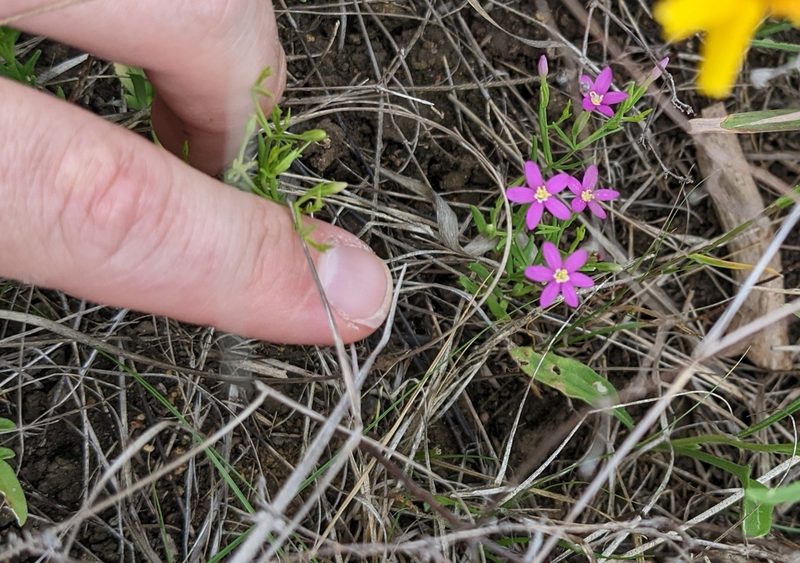 Zeltnera texensis, photographed by Cleveland Powell