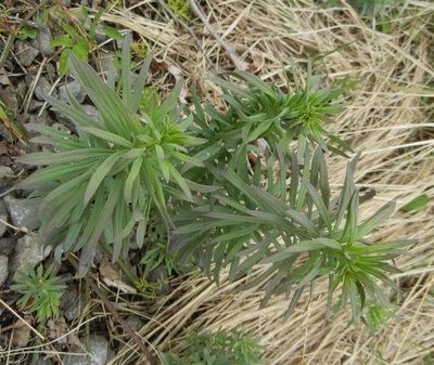 Linaria vulgaris, photographed by Jon Mortin