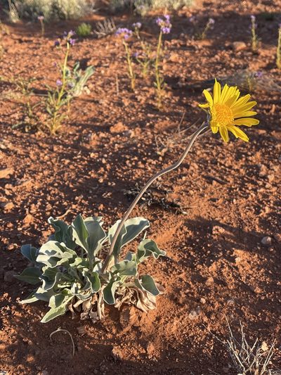 Enceliopsis nudicaulis, photographed by Robbie Hannawacker