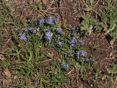 Veronica prostrata, photographed by Dominik Vondráček