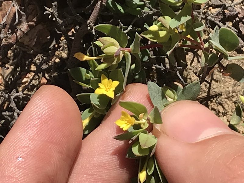 Gnidia styphelioides, photographed by Ren Hoekstra