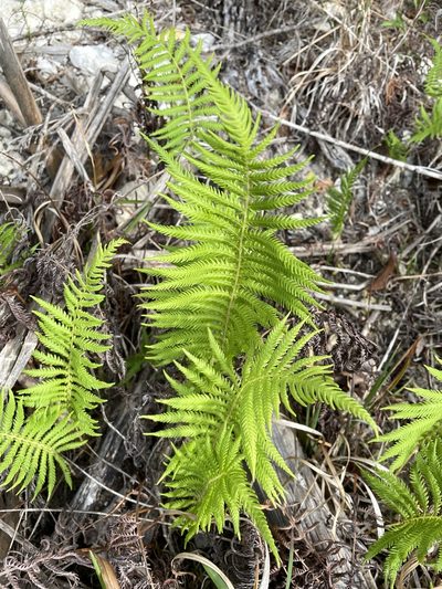 Pelazoneuron ovatum, photographed by lanechaffin