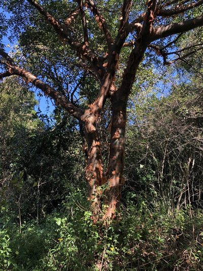 Commiphora harveyi, photographed by Sunčana Bradley