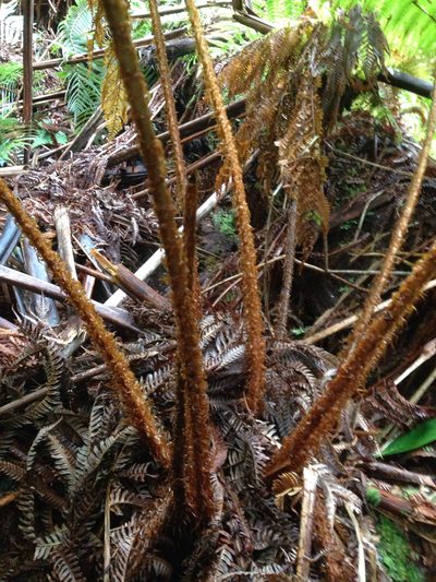 Dryopteris unidentata, photographed by Jake Gross