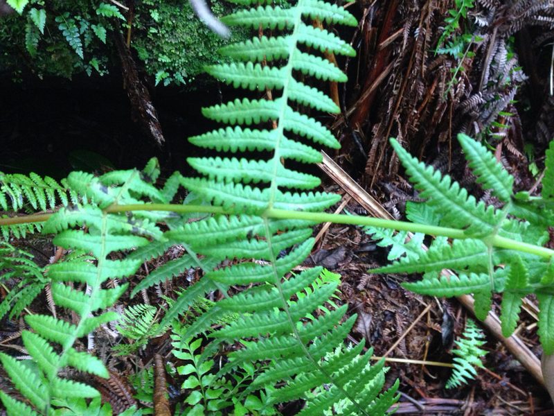 Pseudophegopteris keraudreniana, photographed by Jake Gross