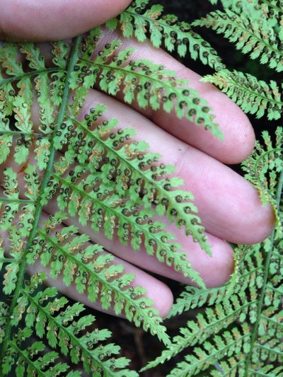 Dryopteris unidentata, photographed by Jake Gross