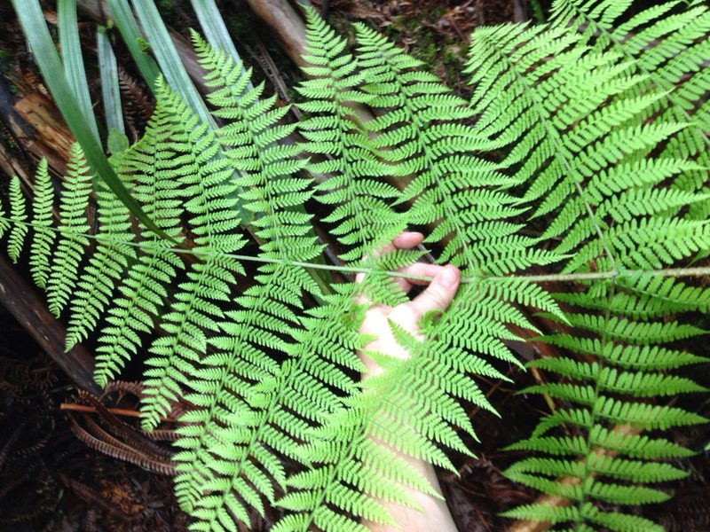 Dryopteris unidentata, photographed by Jake Gross