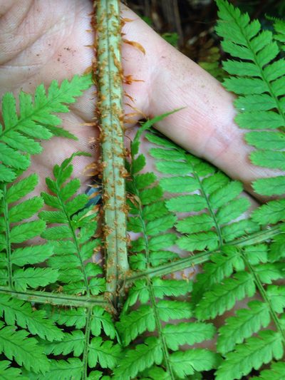 Dryopteris unidentata, photographed by Jake Gross