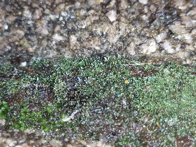 Bryum argenteum, photographed by carnifex