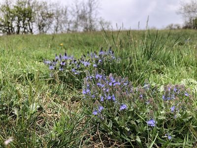 Veronica prostrata, photographed by Pavel Kacl
