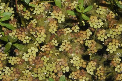Salvinia minima, photographed by Claire Herzog