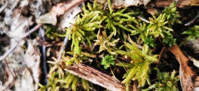 Climacium dendroides, photographed by Sigitas Juzėnas