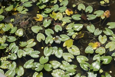 Nuphar advena, photographed by Claire Herzog