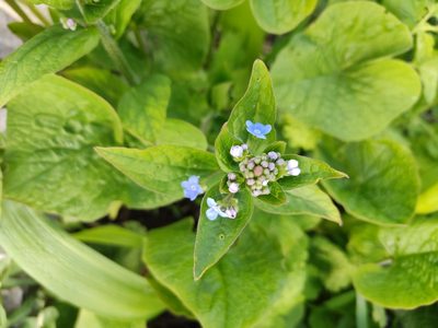 Brunnera sibirica, photographed by Татьяна Максимова