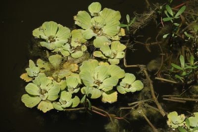 Pistia stratiotes, photographed by Claire Herzog