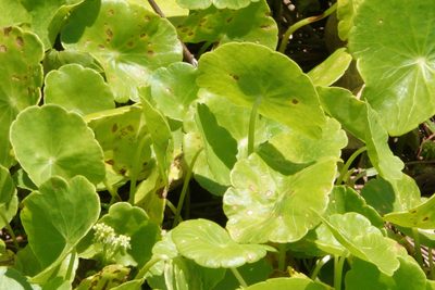 Hydrocotyle verticillata, photographed by Claire Herzog