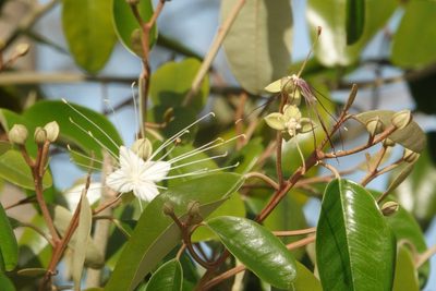 Morisonia cynophallophora, photographed by Claire Herzog