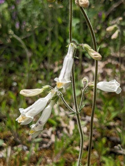 Penstemon tenuiflorus, photographed by Alaina Krakowiak
