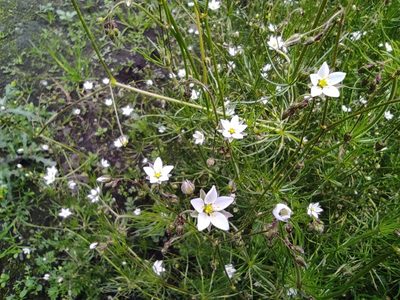 Spergula arvensis