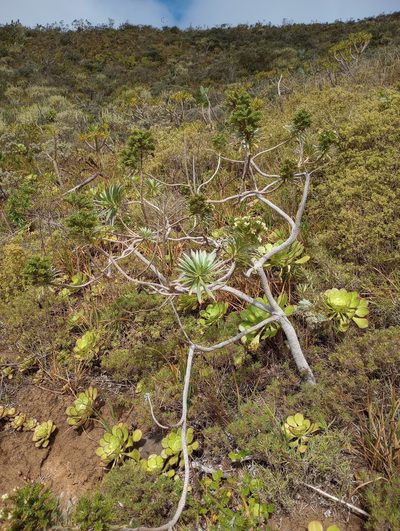 Echium leucophaeum, photographed by Pablo MR