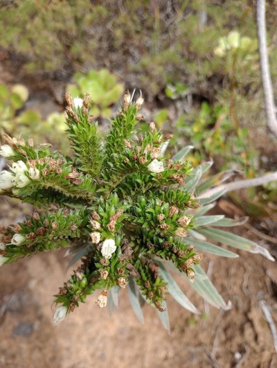 Echium leucophaeum, photographed by Pablo MR