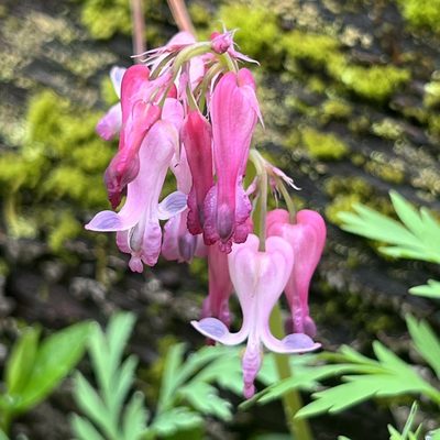 Dicentra eximia, photographed by Zygy