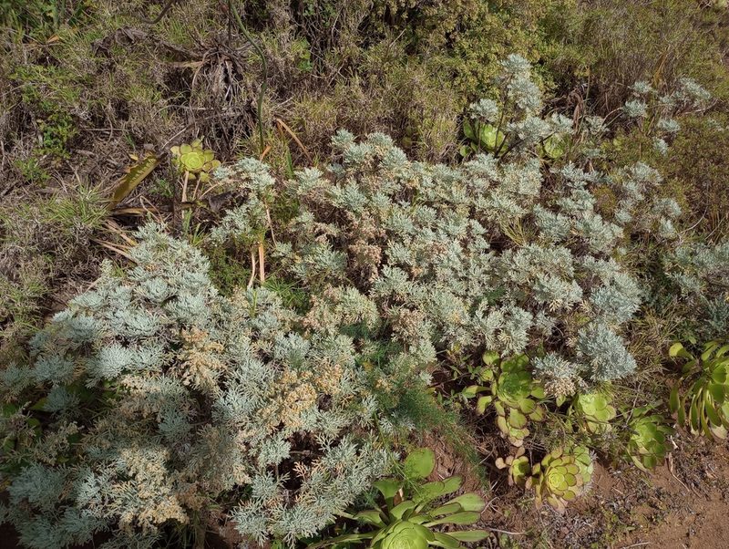 Artemisia thuscula, photographed by Pablo MR