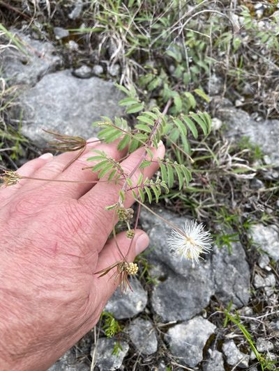 Desmanthus velutinus, photographed by lanechaffin
