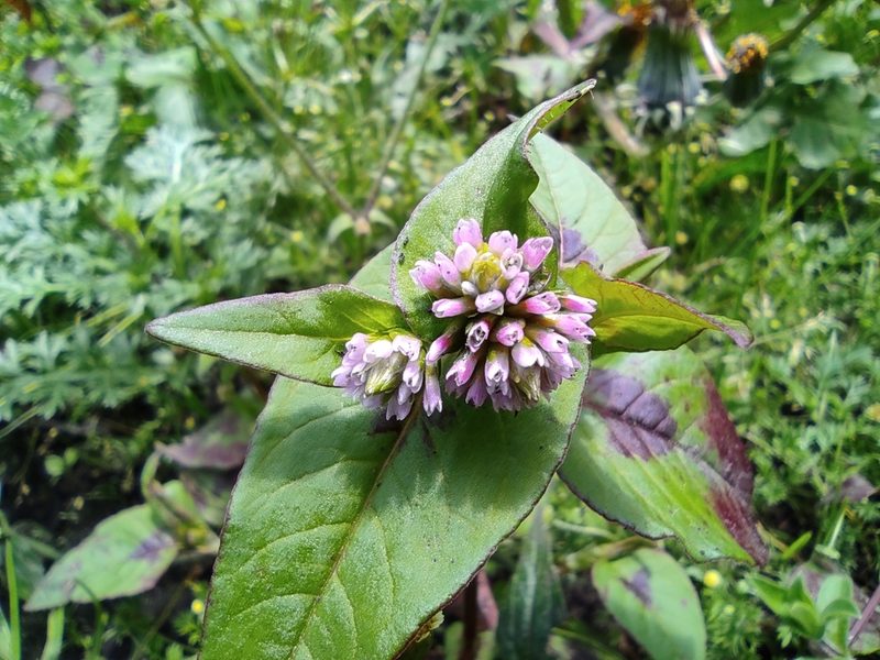 Persicaria nepalensis, photographed by sandy-espinozaf