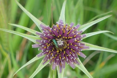 Tragopogon porrifolius, photographed by Sara Navarro