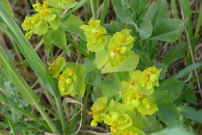 Euphorbia serrata, photographed by Sara Navarro