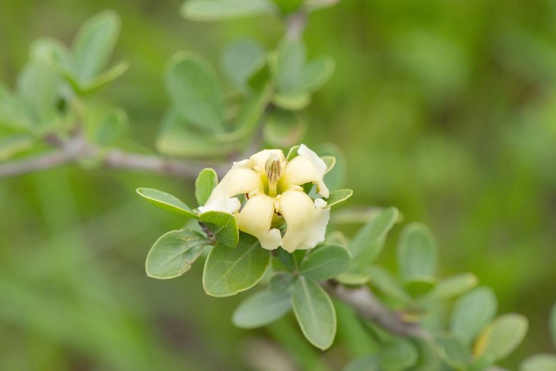 Sphinctanthus microphyllus, photographed by Morten Ross