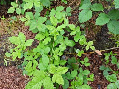 Rubus fruticosus, photographed by Susan Marley