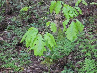 Quercus petraea, photographed by Susan Marley