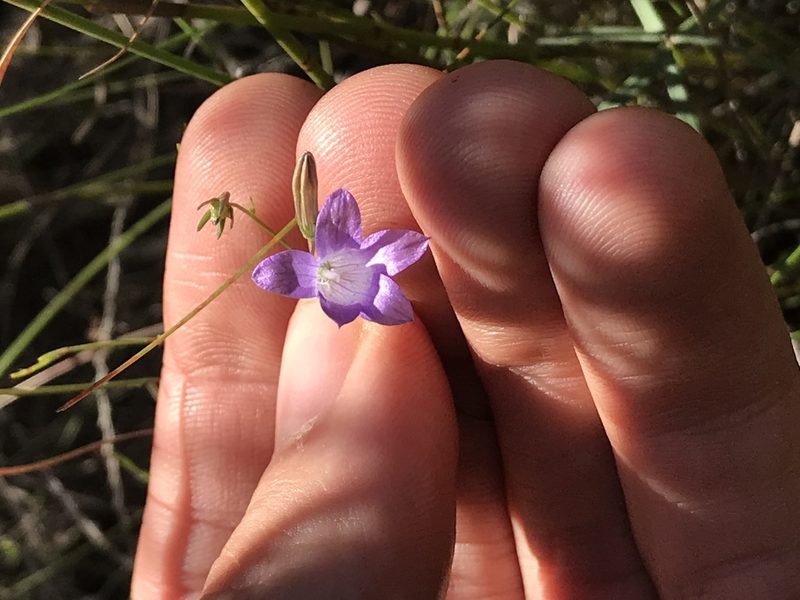 Siphocodon spartioides, photographed by Ren Hoekstra