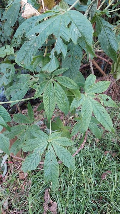 Cleome anomala, photographed by Juan Carlos Caicedo Hernández