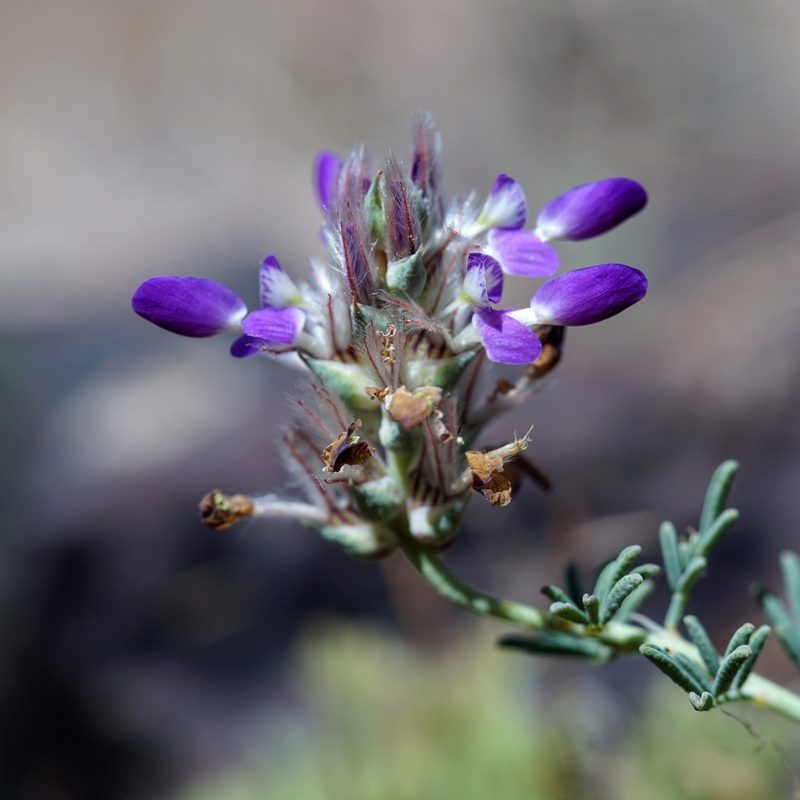 Dalea pogonathera, photographed by Andrew Tree