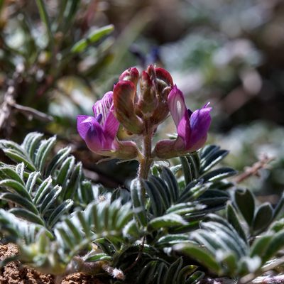 Astragalus humistratus, photographed by Andrew Tree