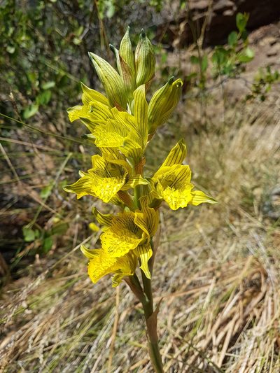 Chloraea barbata, photographed by Javier Conejeros Gastó