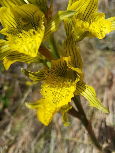 Chloraea barbata, photographed by Javier Conejeros Gastó
