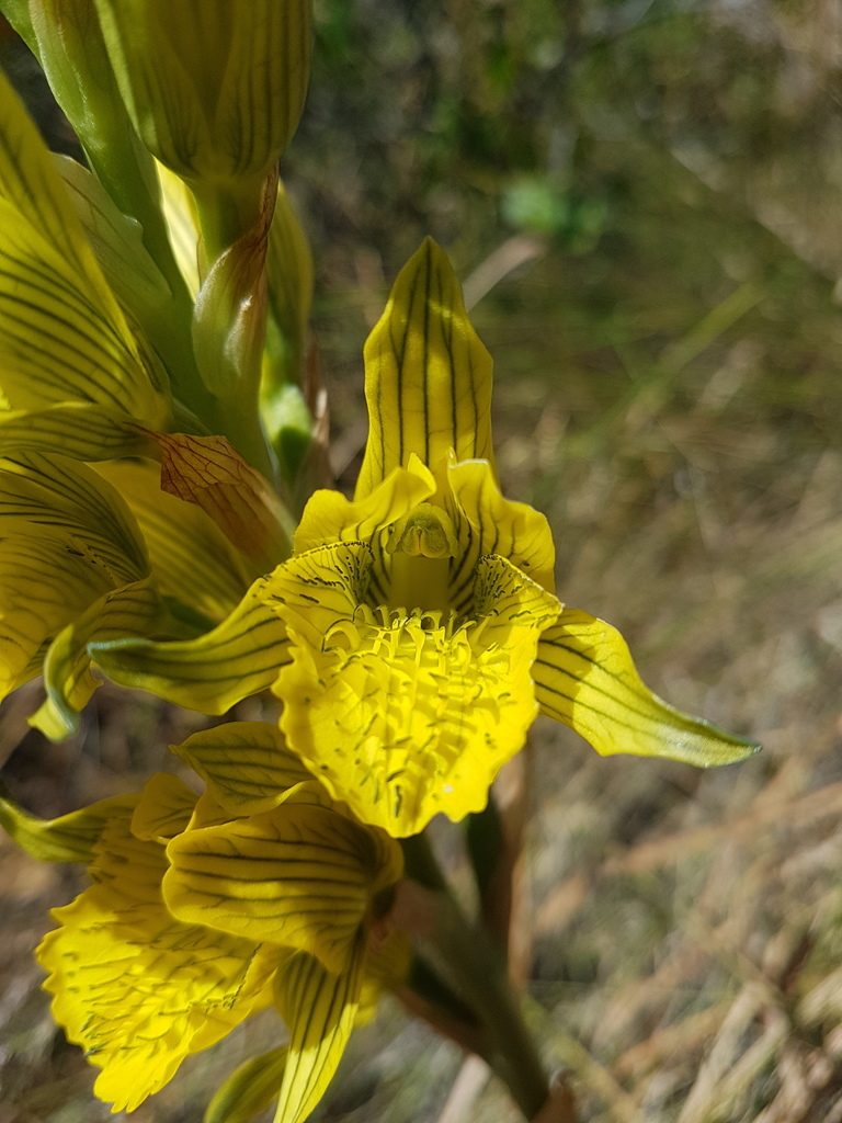 Chloraea barbata, photographed by Javier Conejeros Gastó