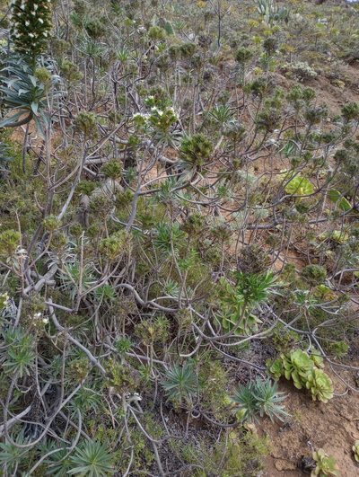 Echium leucophaeum, photographed by Pablo MR
