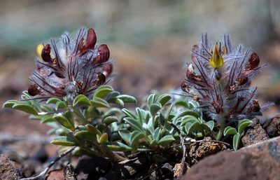 Dalea jamesii, photographed by Andrew Tree