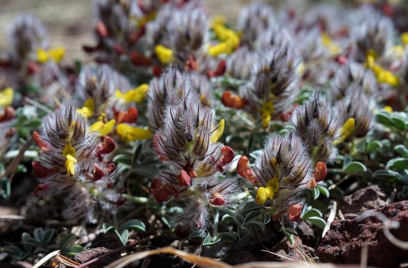 Dalea jamesii, photographed by Andrew Tree