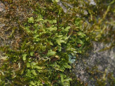 Radula complanata, photographed by carnifex